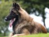 Belgian Tervuren