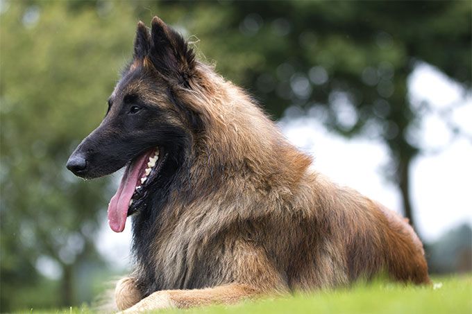 Belgian Tervuren