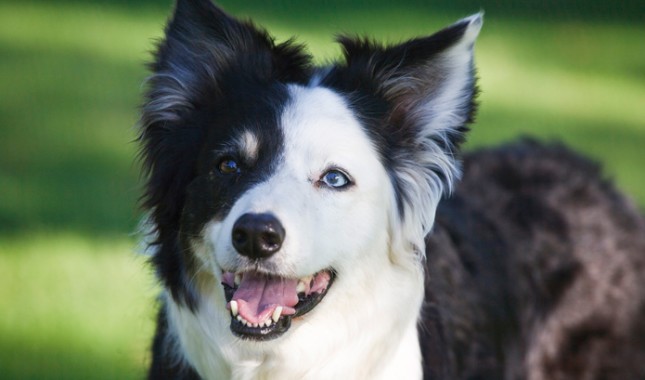 Border Collie