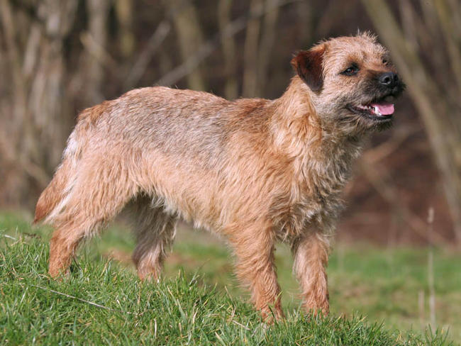 Border Terrier