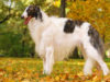 Borzoi