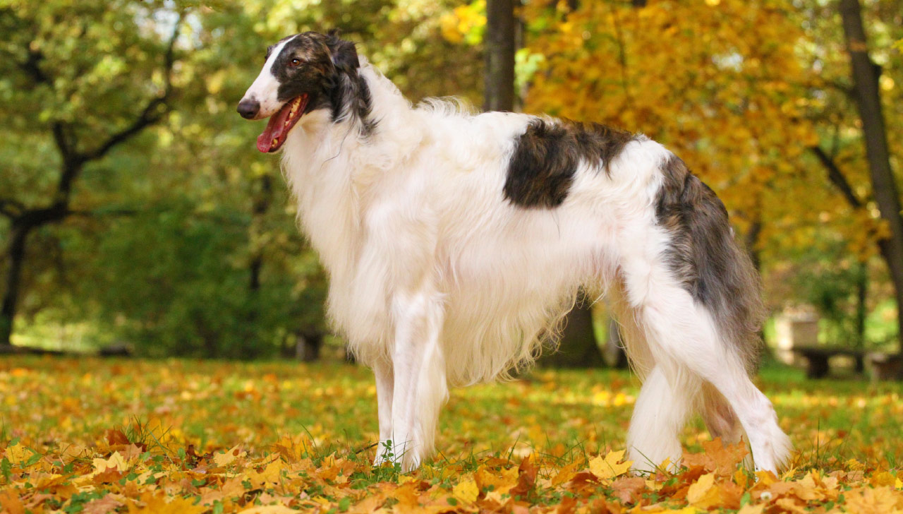 Borzoi