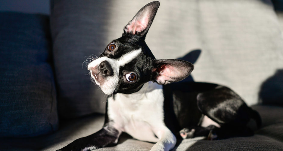 do boston terriers have breathing problems