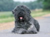 Bouvier des Flandres
