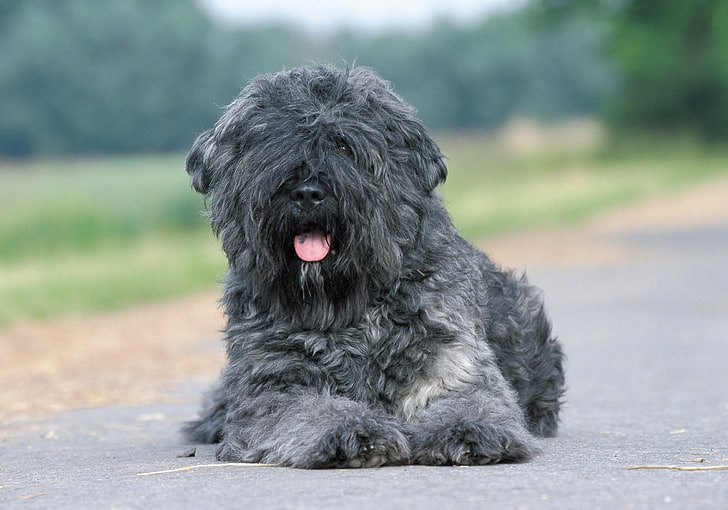 Bouvier des Flandres