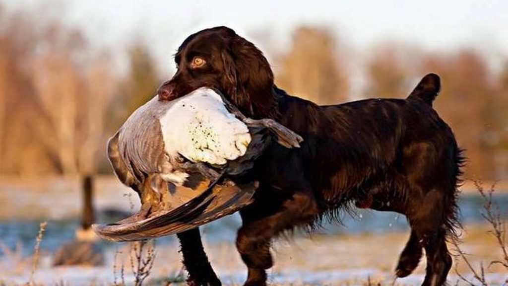 are boykin spaniels akc registered