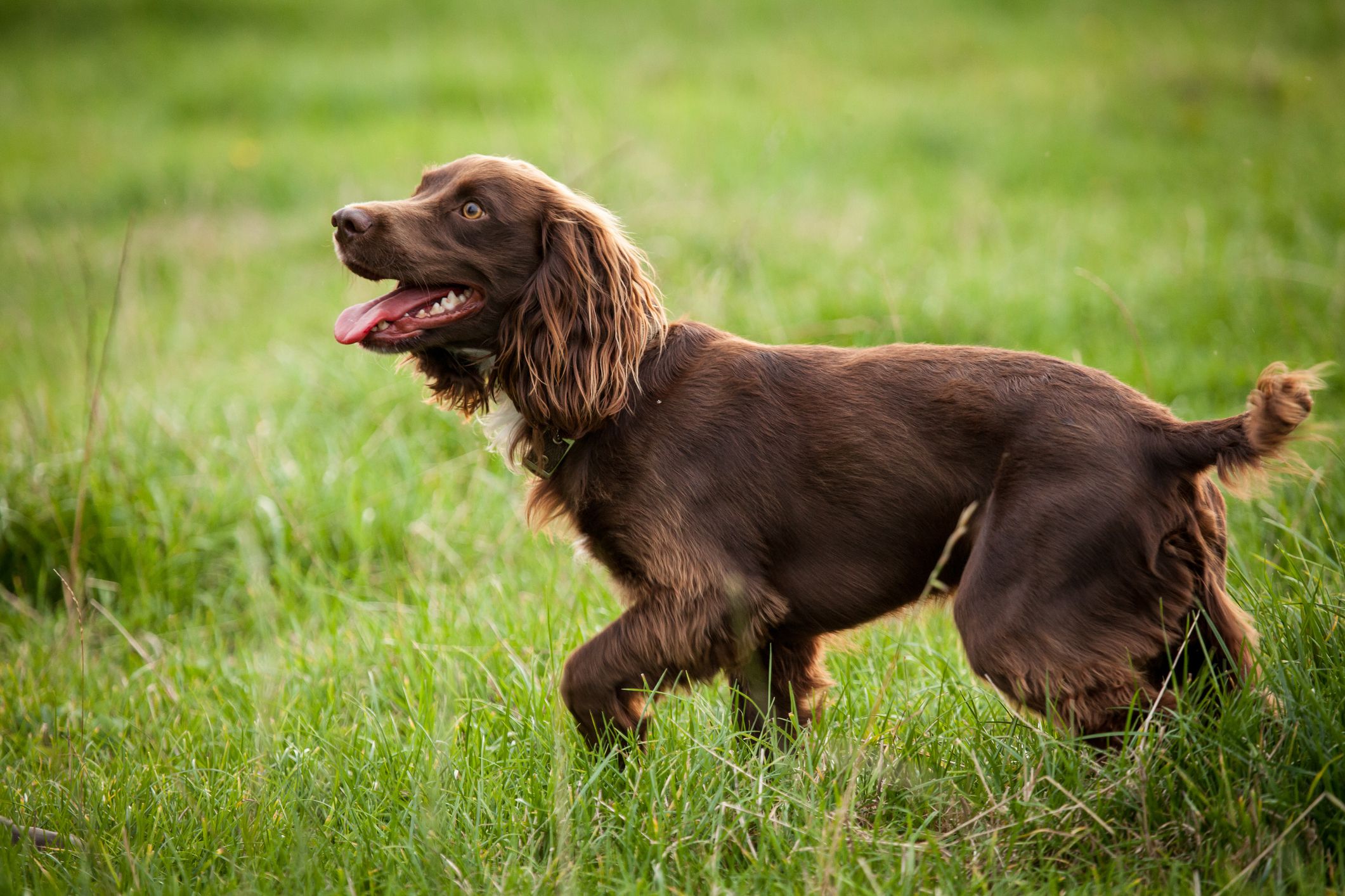 are boykin spaniels akc registered