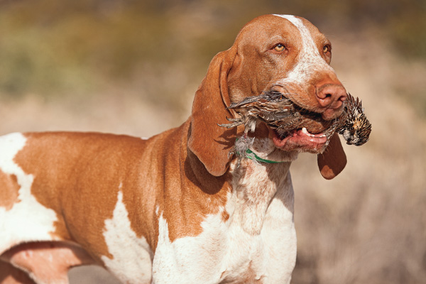 is the bracco italiano rare