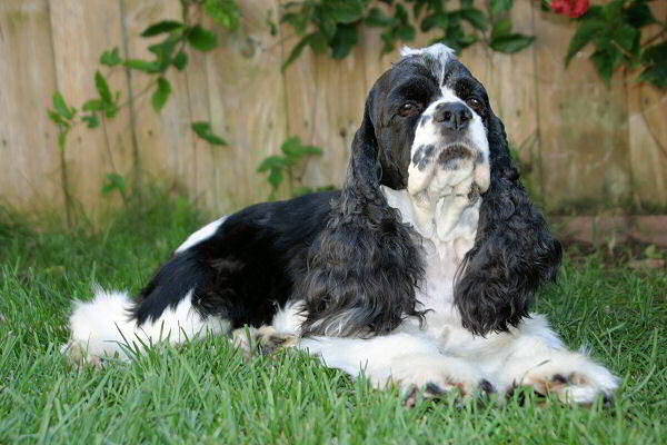 Cocker Spaniel