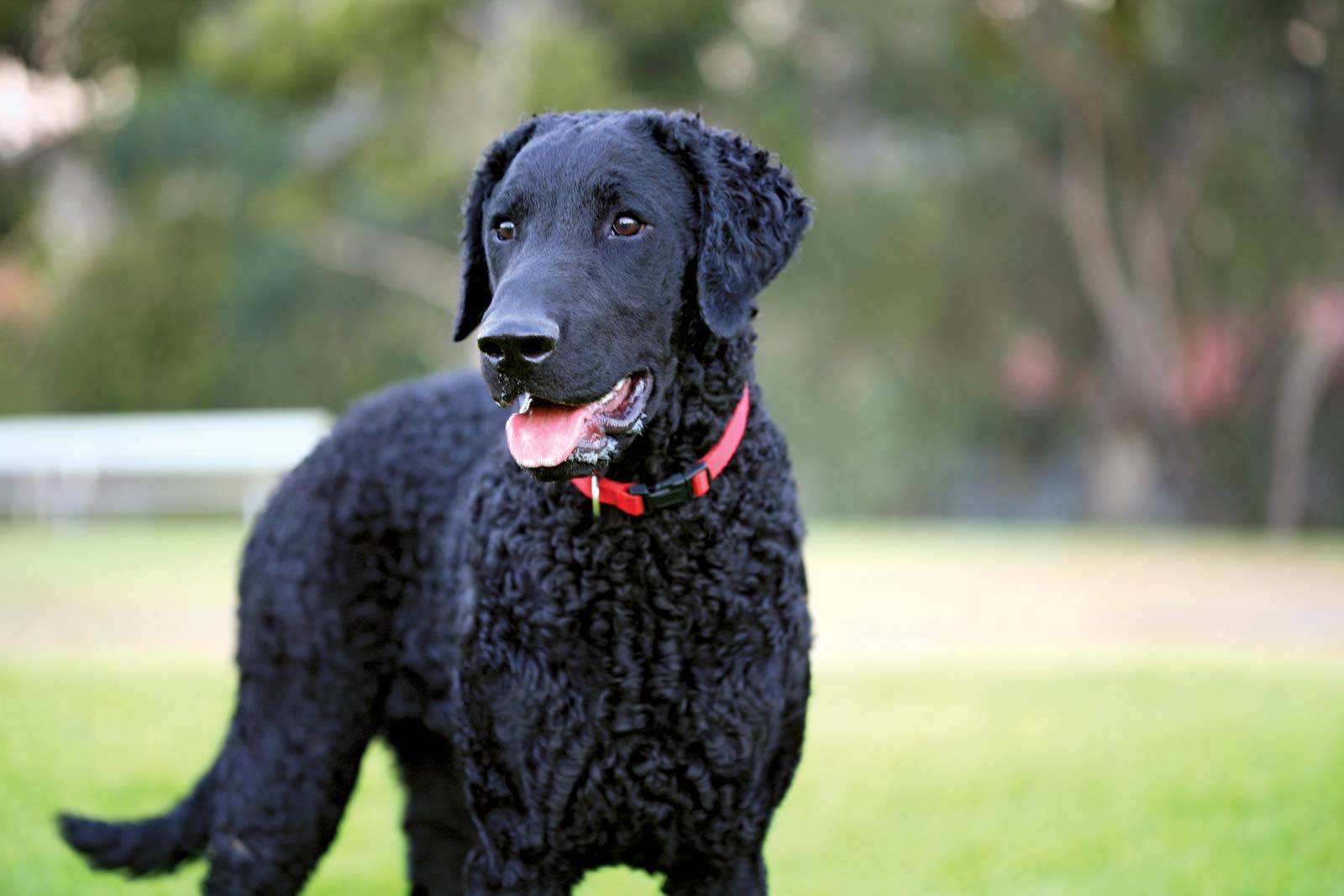 Curlycoated Retriever Native