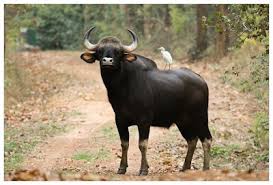 Sambalpuri / Kimedi / Gowdoo buffalo breeds