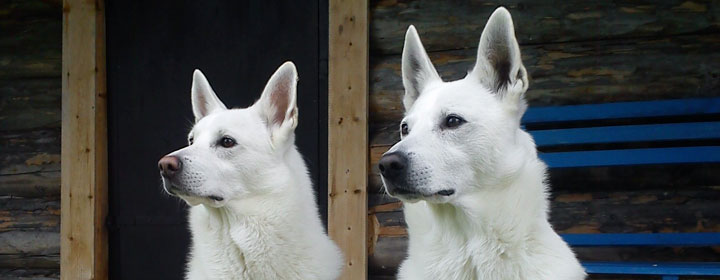 swedish white elkhound