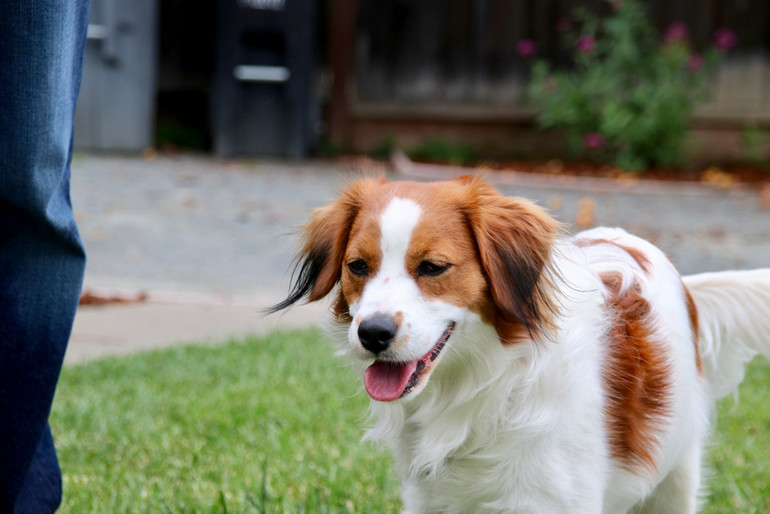 Nederlandse Kooikerhondje