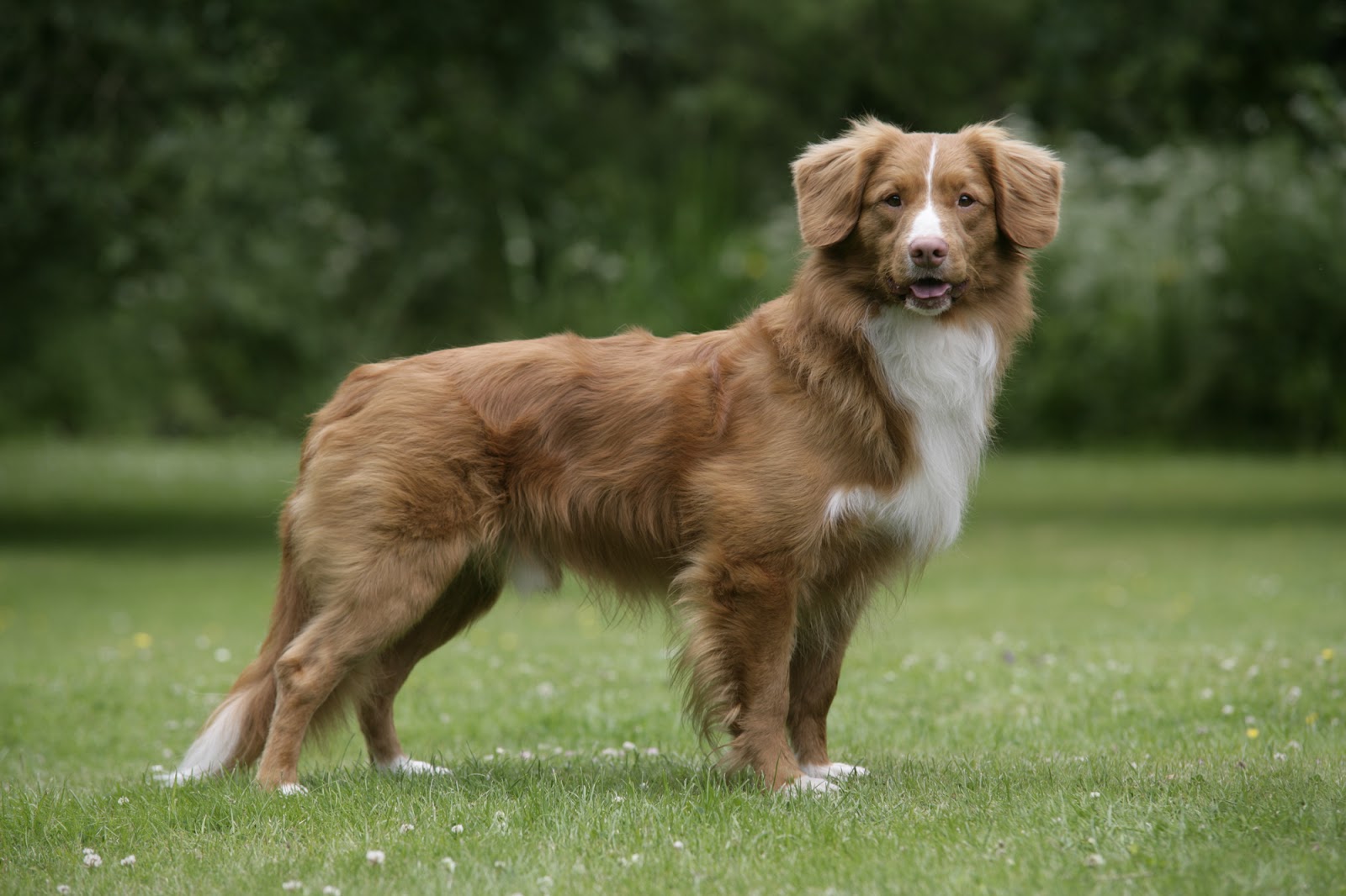 Nova Scotia Duck Tolling Retriever