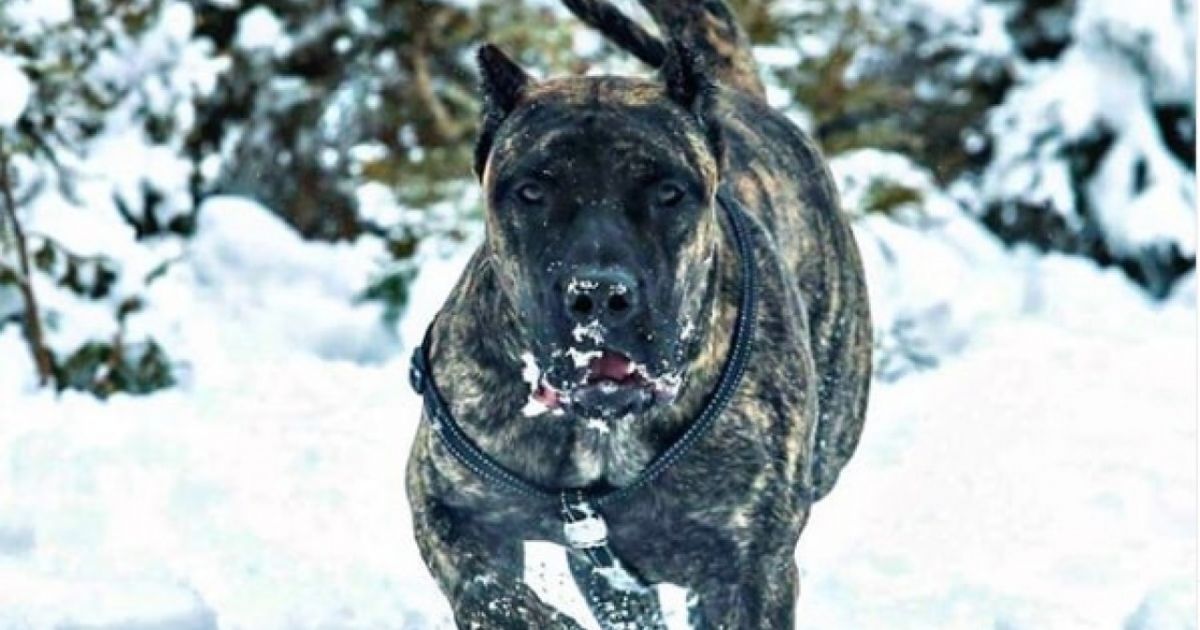 Perro de Presa Canario