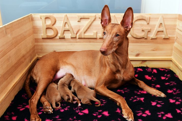 Pharaoh Hound