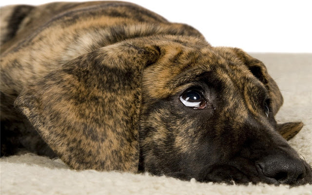 Plott Hound Dog Breed