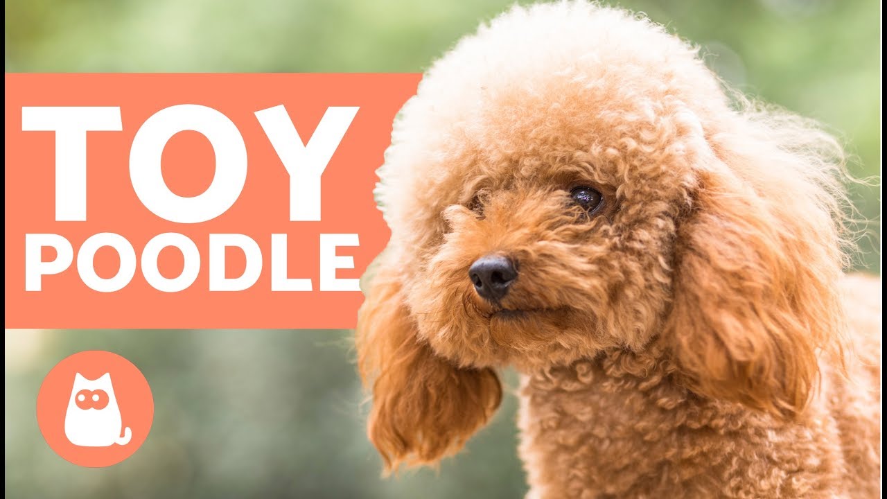 Poodle Dog Breed