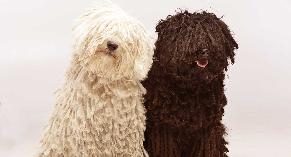 Puli Dog Breed