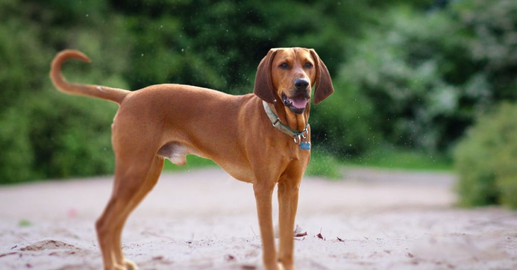 redbone coonhound hunting