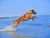 Rhodesian Ridgeback
