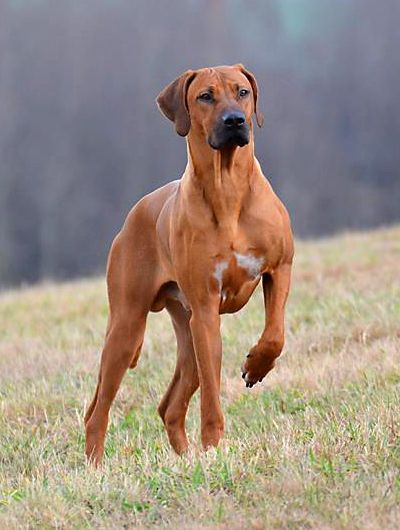 indonesian ridgeback