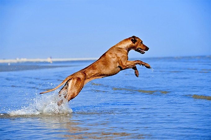 Rhodesian Ridgeback