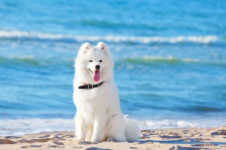 Samoyed dog breed