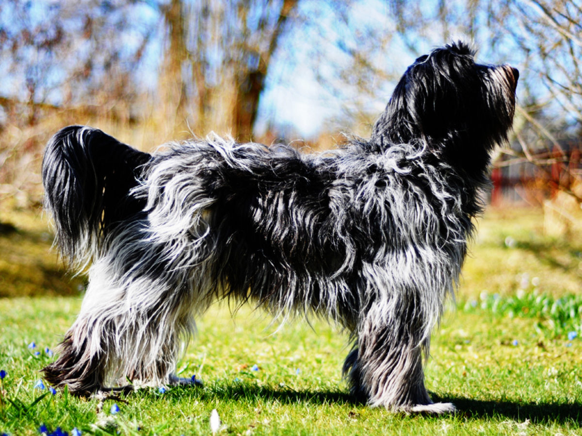 Schapendoes Dog Breed