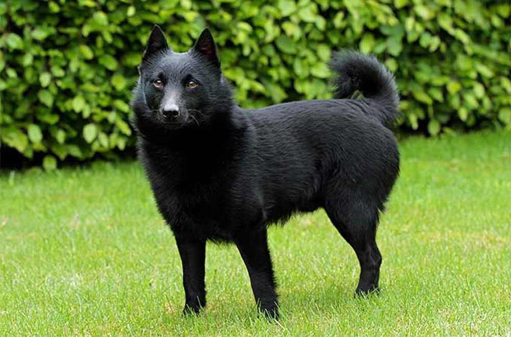 Schipperke Dog Breed