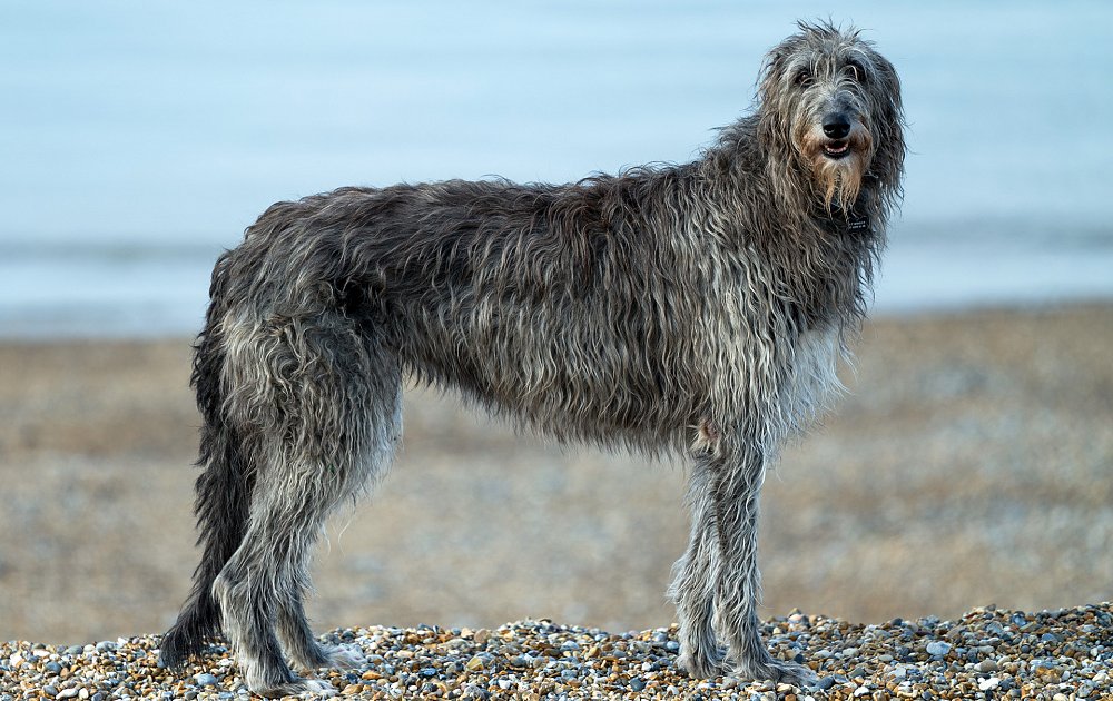 Scottish Deerhound