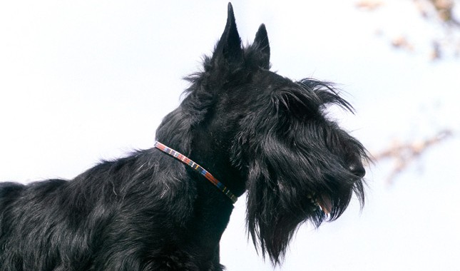 Scottish Terrier Dog Breed