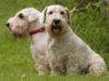 Sealyham Terrier