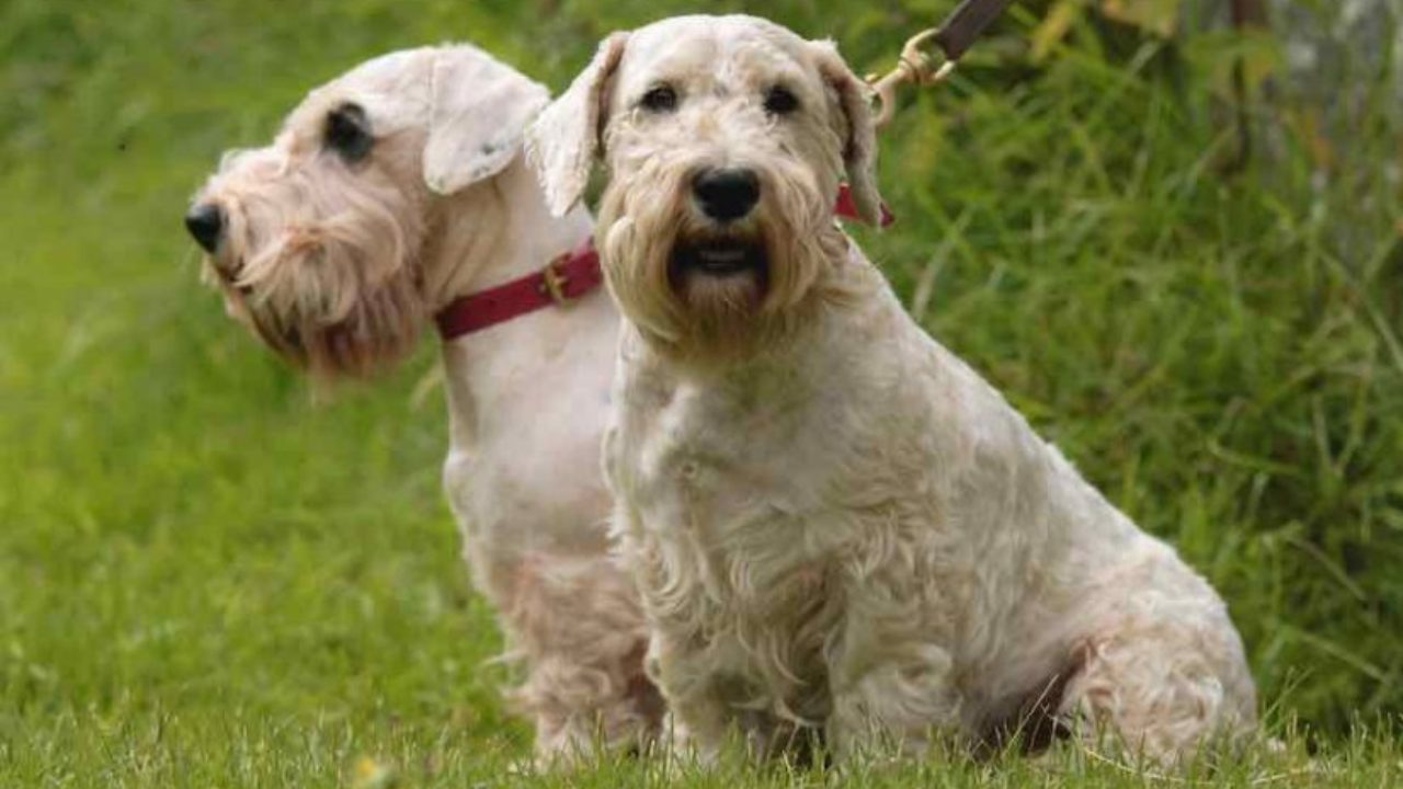 working sealyham terrier