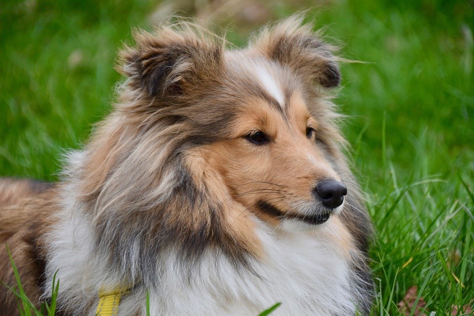 Shetland Sheepdog