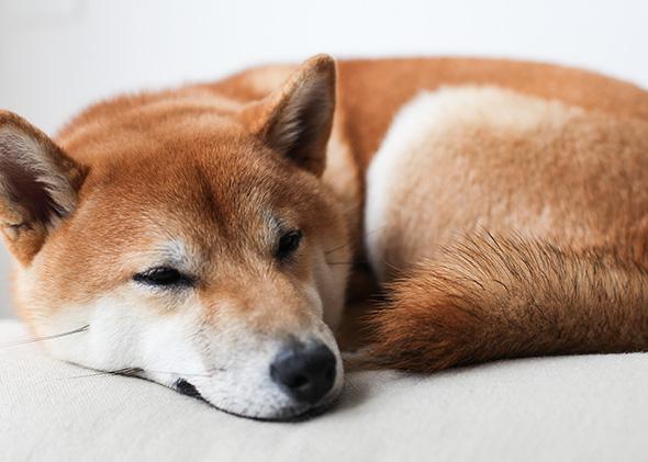 Shiba Inu Dog Breed