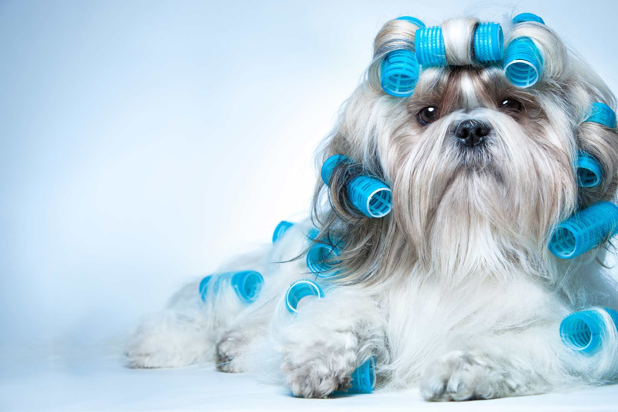 Shih Tzu Dog Breed Hypoallergenic, Health and Life Span - PetMD