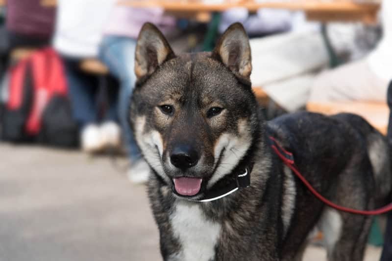 Shikoku Dog Breed