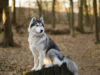 Siberian Husky