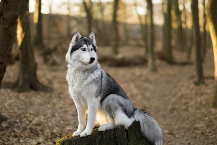 Siberian Husky