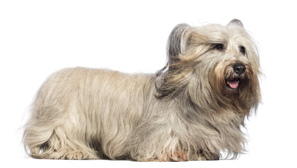 Skye Terrier