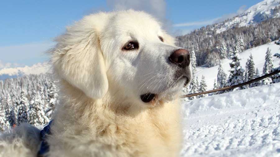 slovensky kuvasz