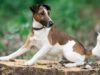 Smooth Fox Terrier