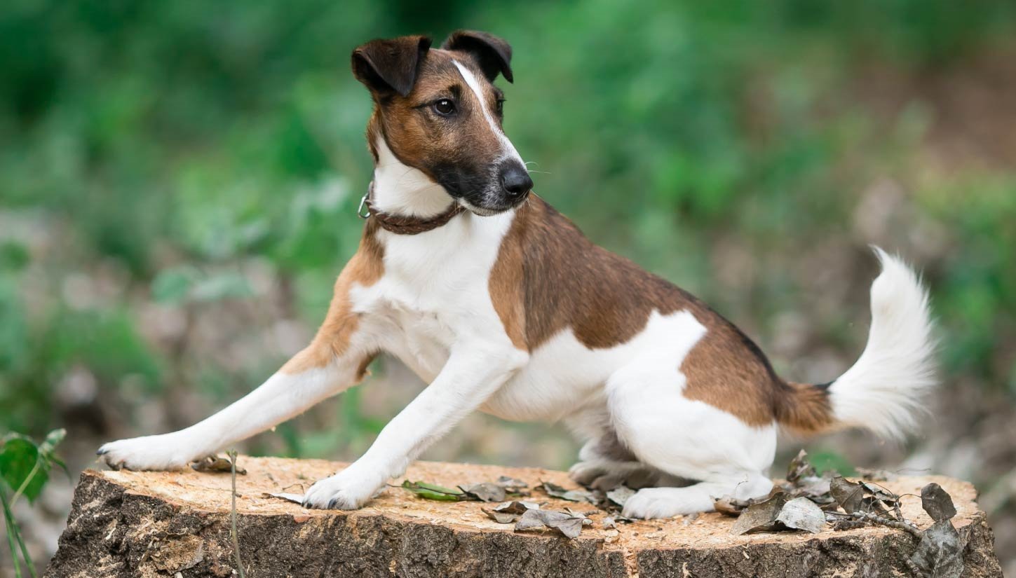 Smooth Fox Terrier