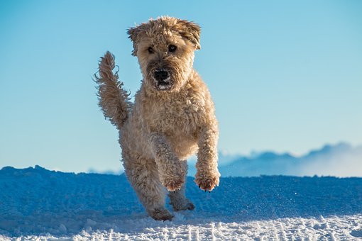 are pig ears better for a soft coated wheaten terrier than rawhide ears