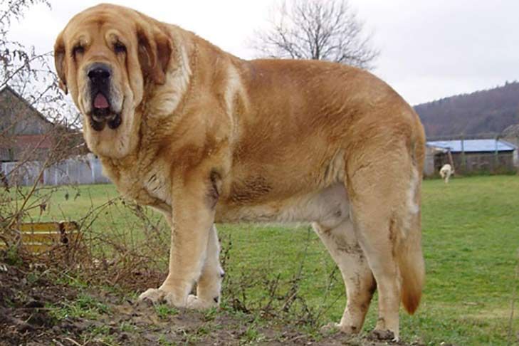 Spanish Mastiff