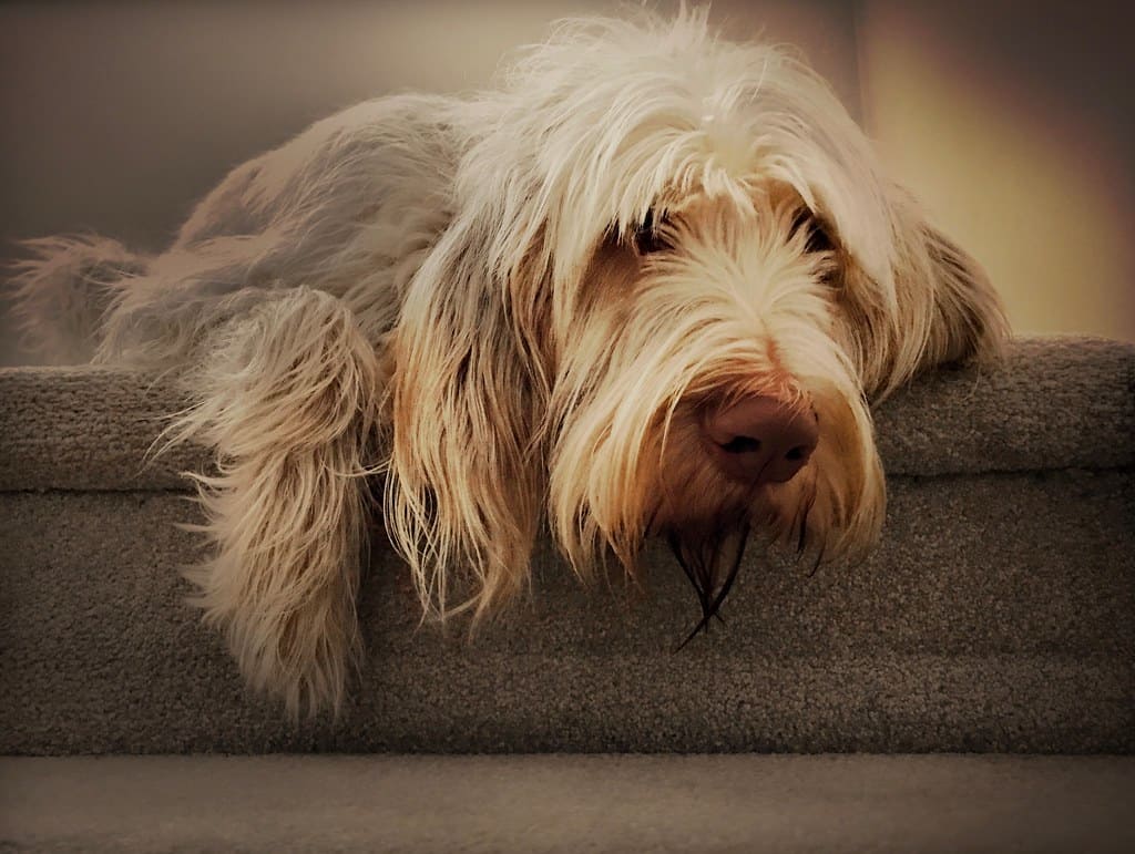 Spinone Italiano