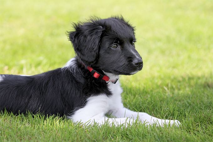 Stabyhoun Dog Breed