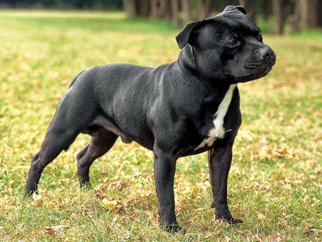 is the staffordshire bull terrier a descendant of the bulldog