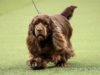 Sussex Spaniel